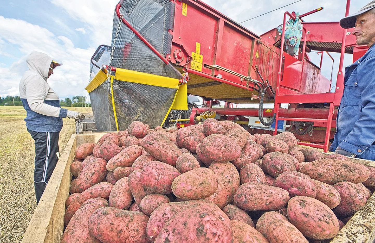 В прошлую пятницу Майла Кютт вместе с другими работниками Maamees Grupp собирала с полей в волости Мякса картофель сорта Эсме, урожайность которого была вполне удовлетворительной.