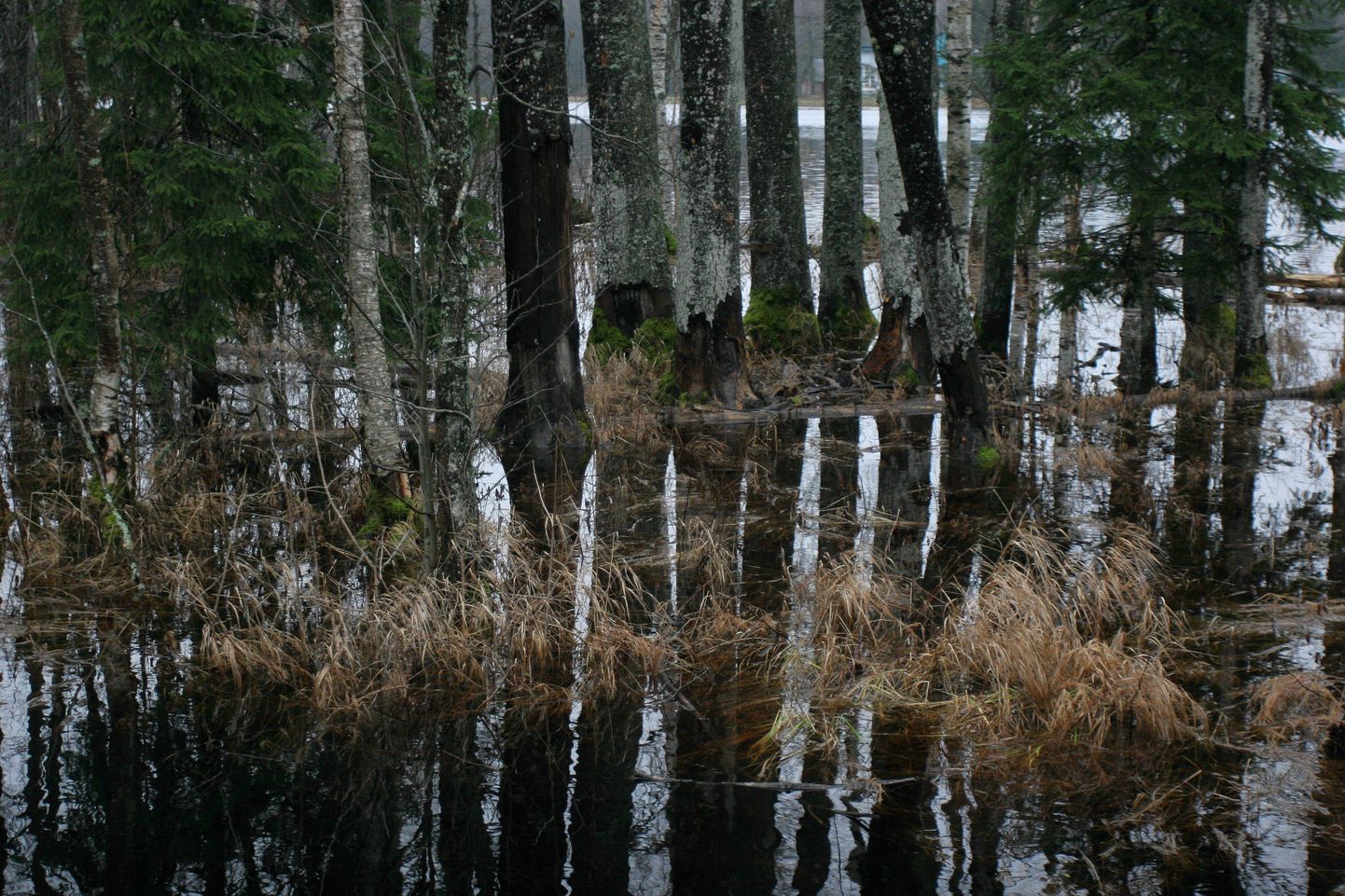 Üleujutus on osale Eesti inimestest probleem igal kevadel.