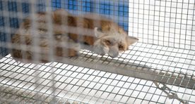 Keskkonnakomisjon ei toetanud karusloomafarmide keelustamist