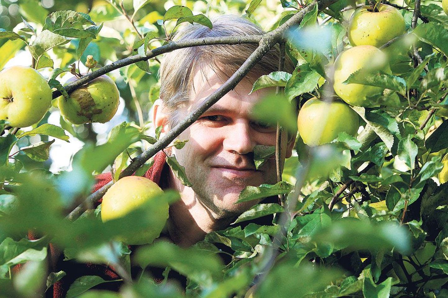 Margus Punabi (48) erihobi on oma koduaias Tähtvere linnaosas ja  mujal kahes aias õunapuude eest hoolitsemine.