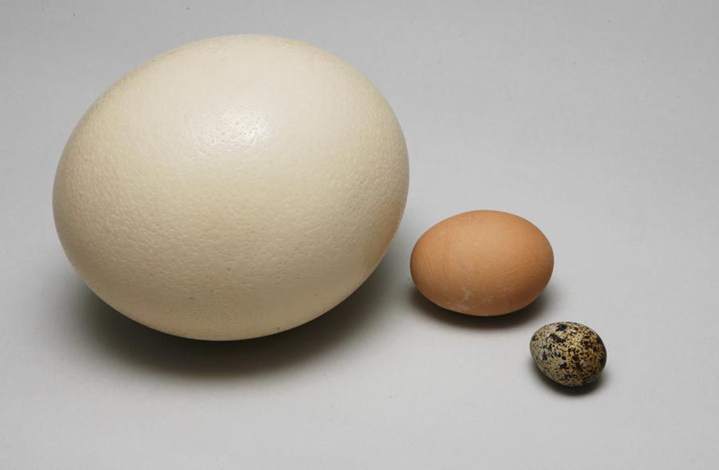Munal on palju tervistavaid omadusi. Täisväärtuslikke vabalt peetud kanade mune saab Viljandis kõige lihtsamalt kätte toiduvõrgustiku OTT aidast.
