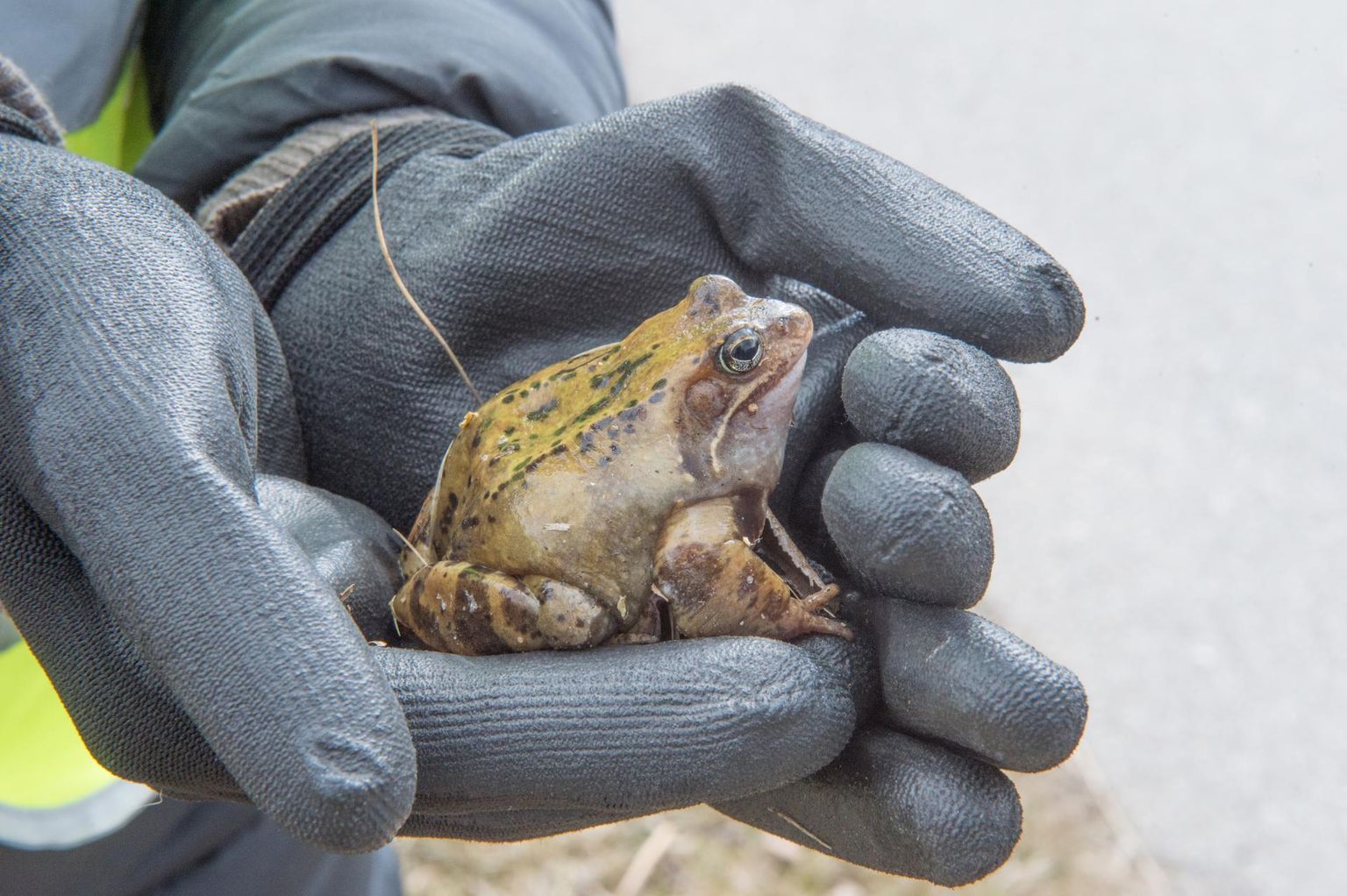 Kui konnatunnelid valmivad, pole vabatahtlikel enam Tapal vaja krooksujaid üle tee aitamas käia.