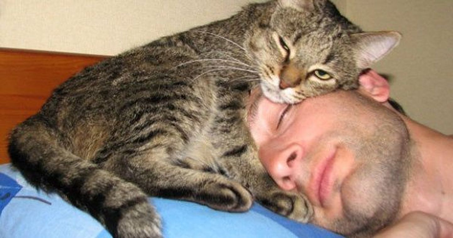 Кот спит на голове у хозяина. Фото иллюстративное.