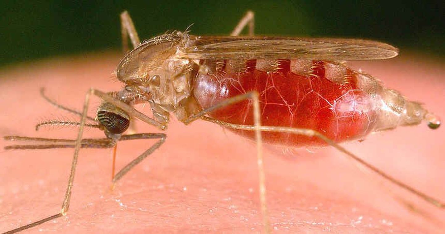 Malaaria edasikandjaks on hallsääsk ehk malaariasääsk