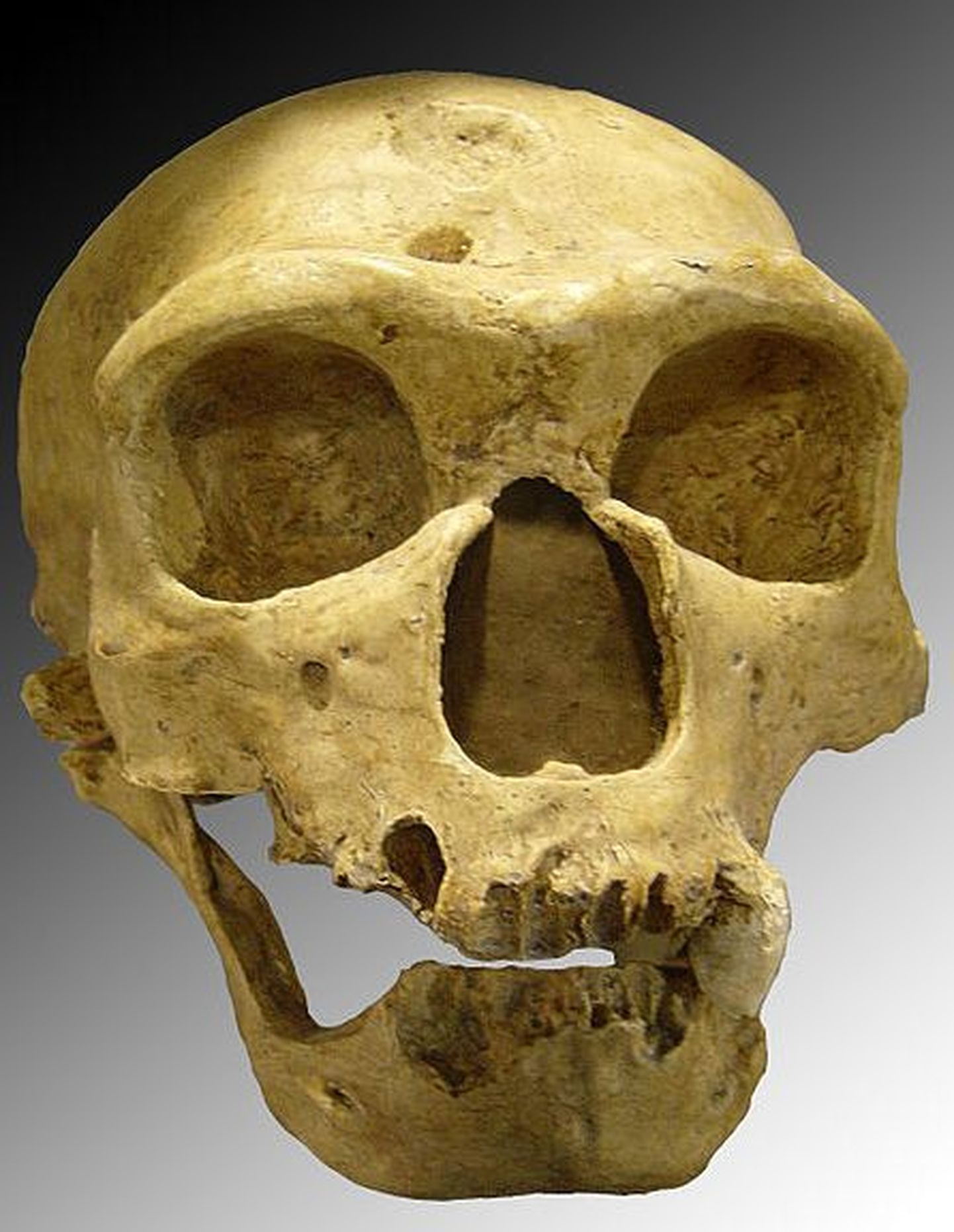 Neandertallase kolju