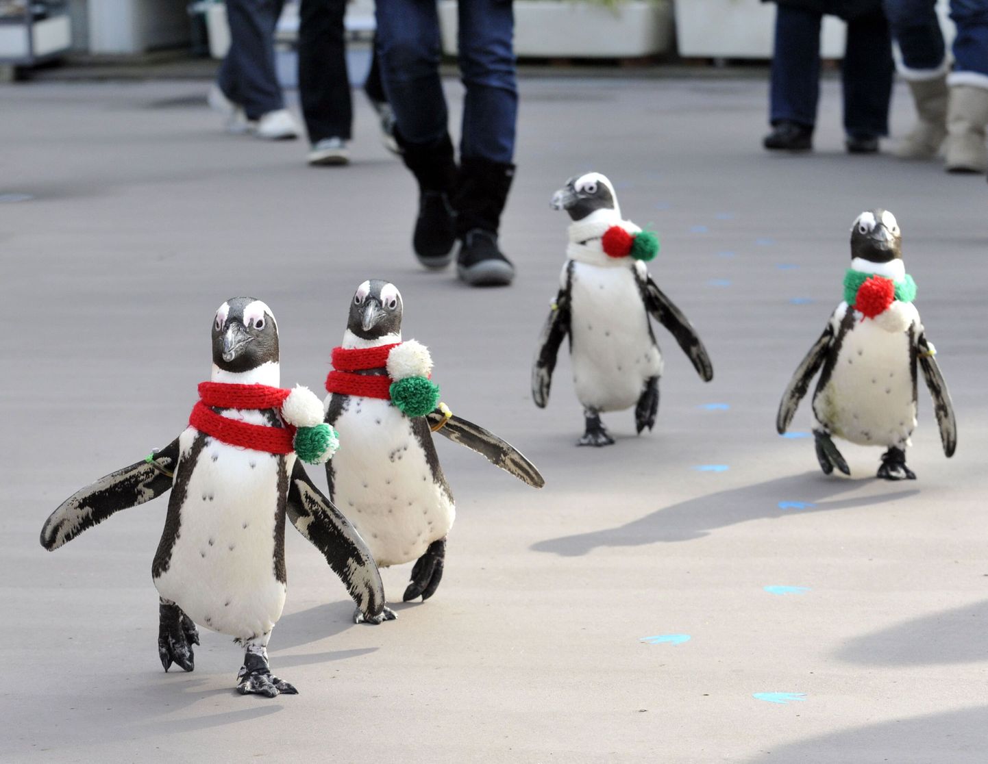 Jõulumeeleolus pingviinid Yokohamas
