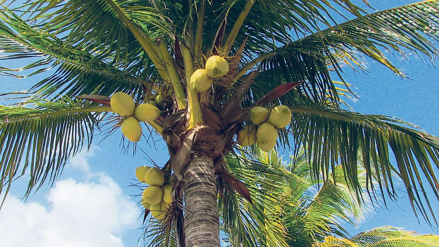 Кокосовая пальма. Иллюстративное фото.
