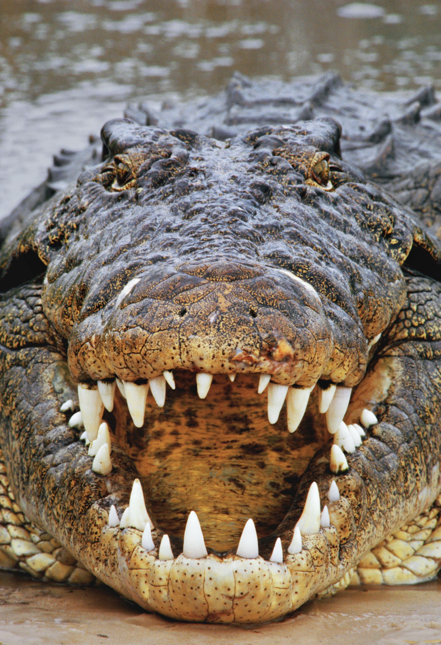 Niiluse krokodill Botswanas