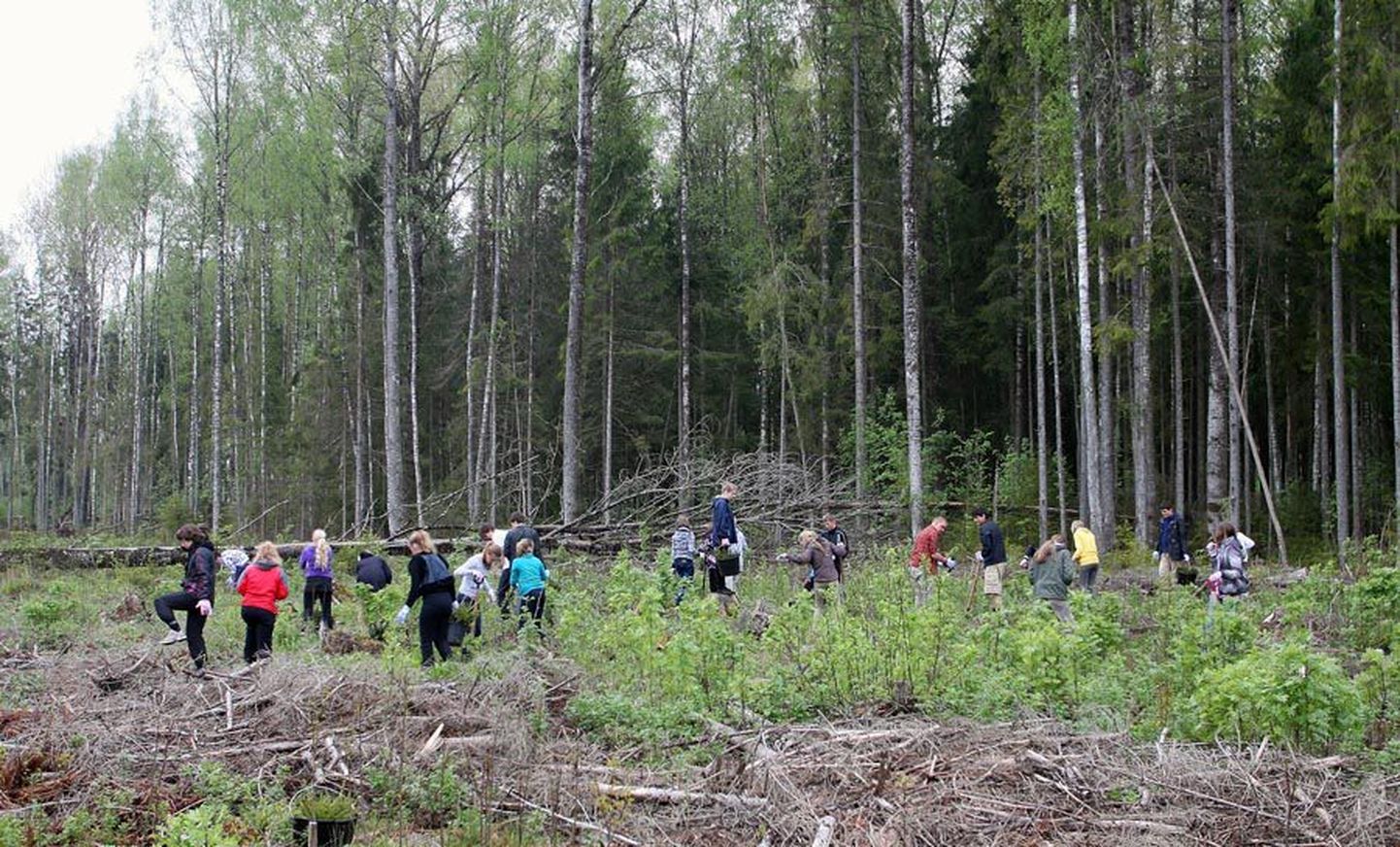 Tänavu istutab riigimetsa majandamise keskus Viljandimaal rohkem kui miljon puud.