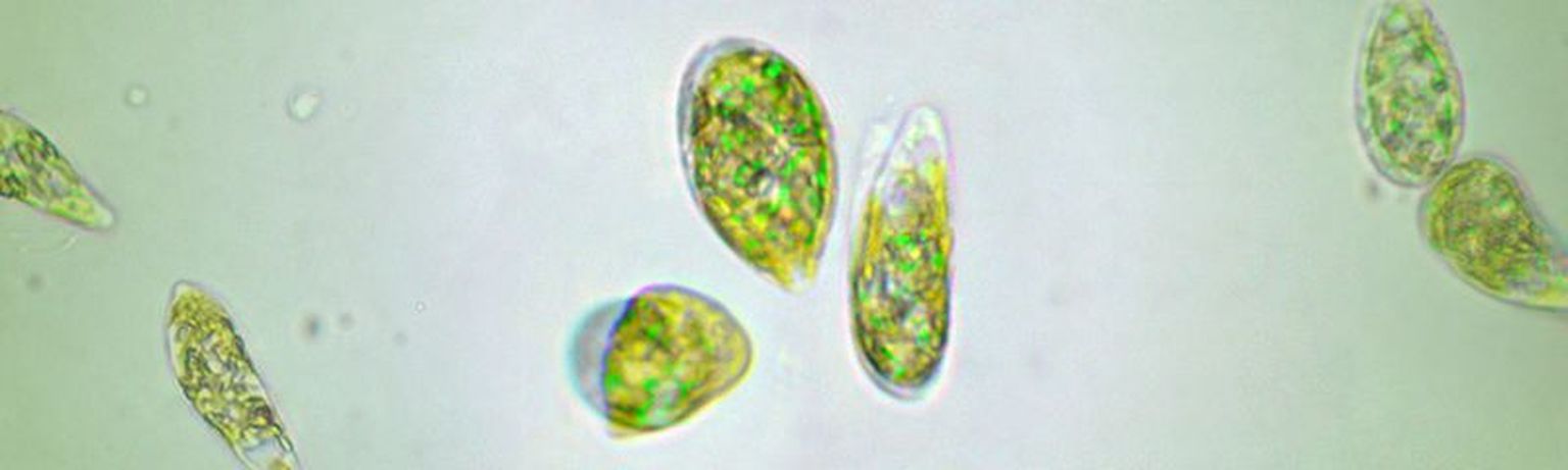 Euglena vetikas