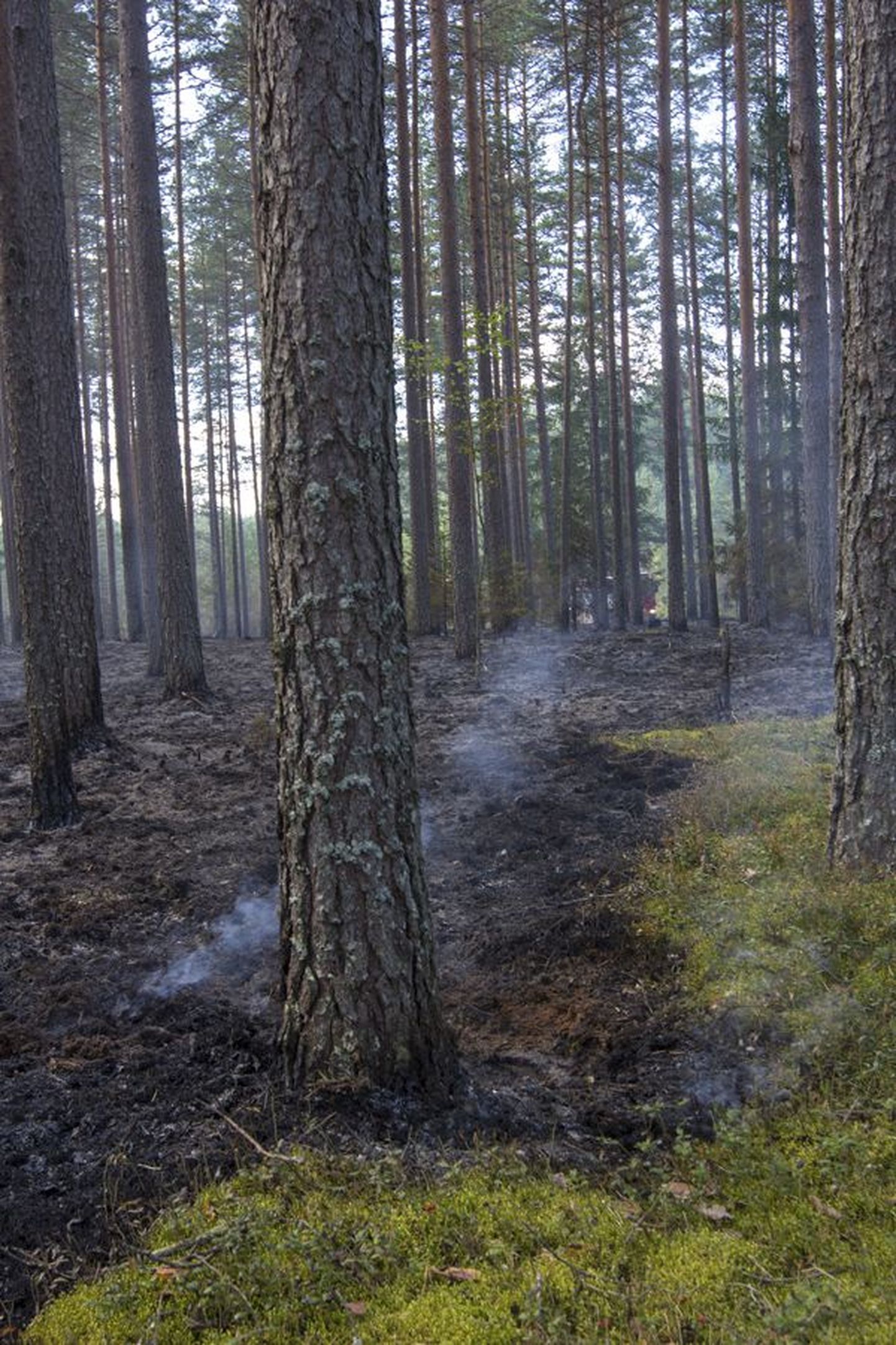 Põlengu käigus tekkinud metsakahjustus kuulub osaliselt hüvitamisele.