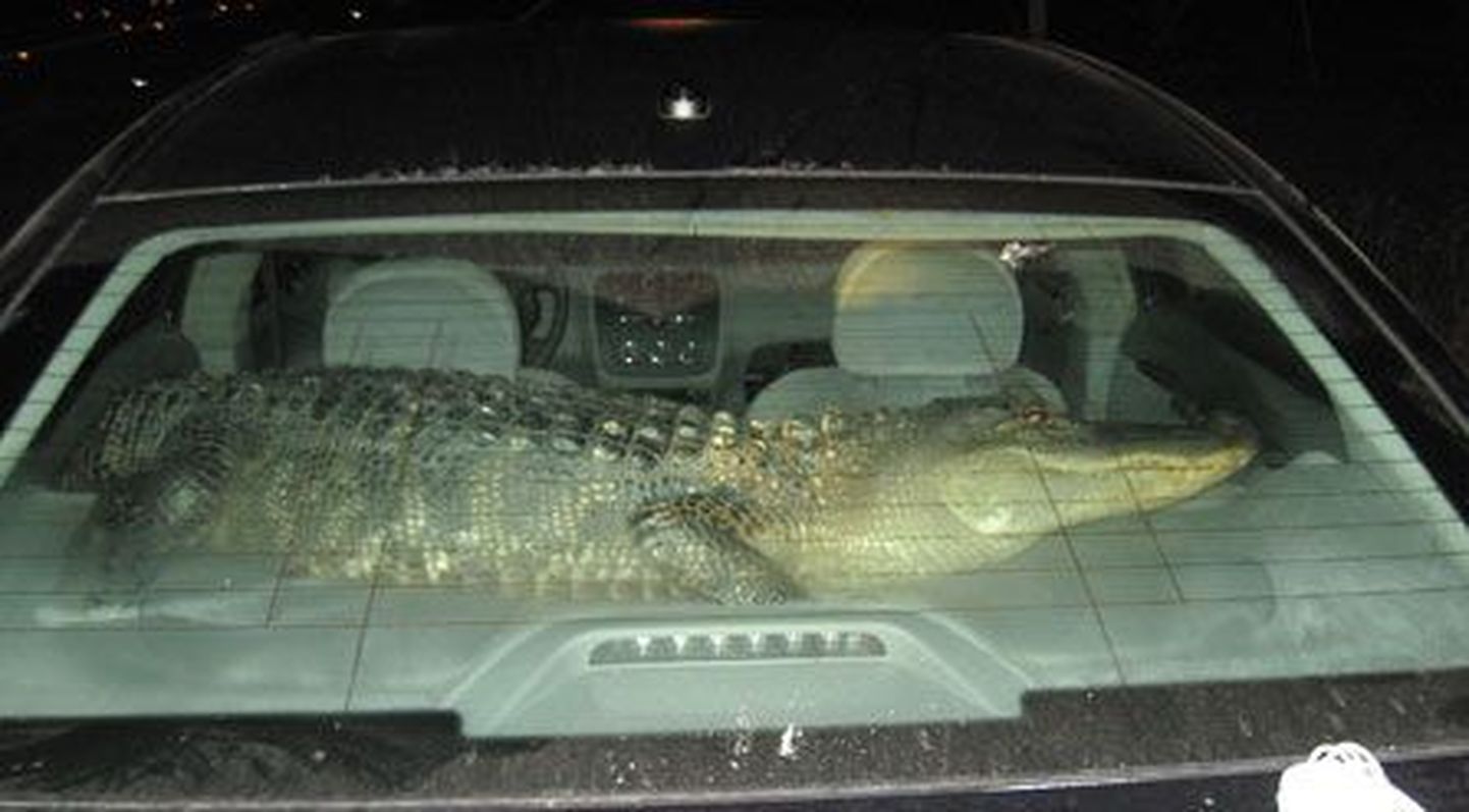 Mees sõidutas alligaatorit