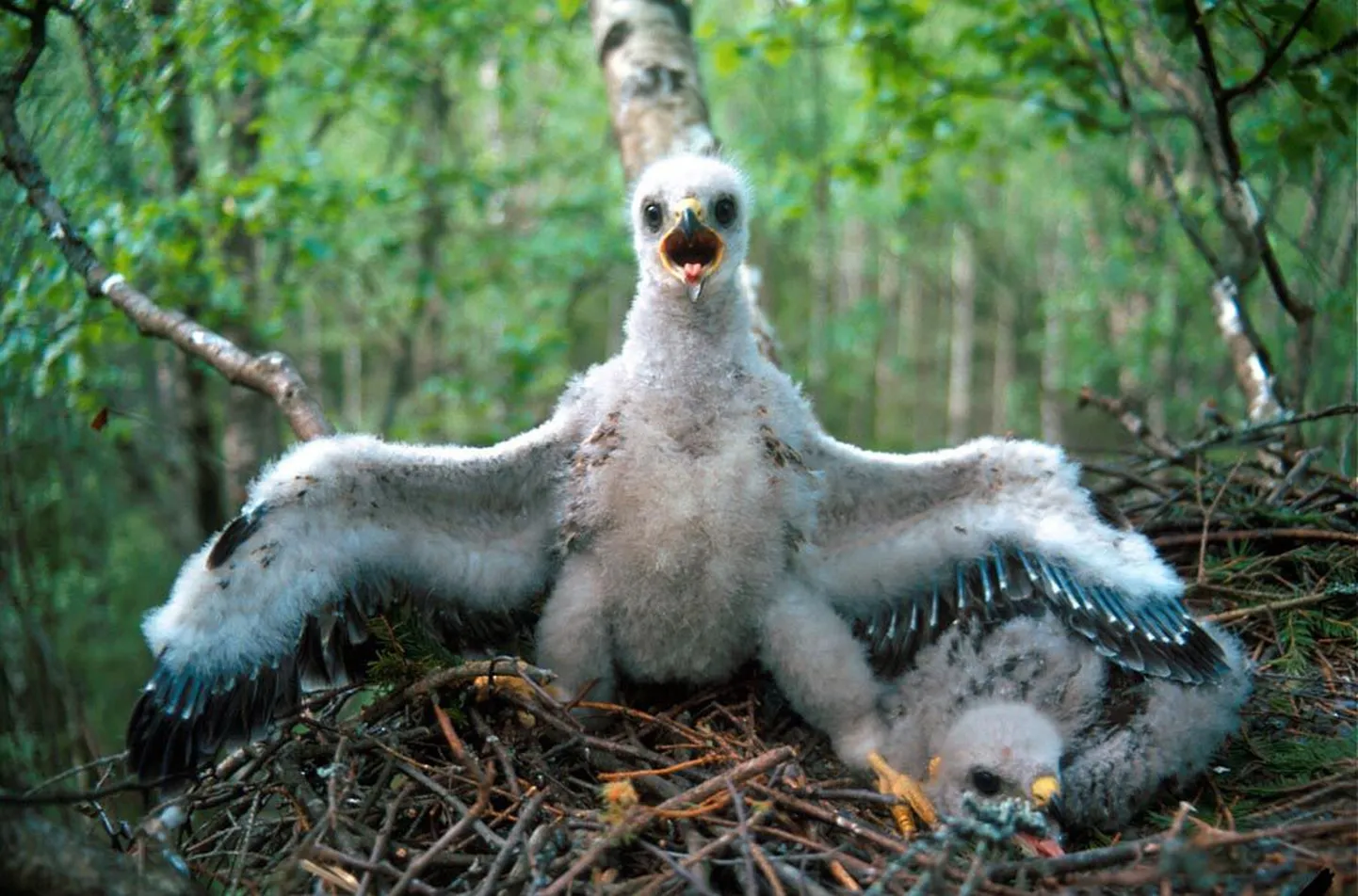 Keskraamatukogus tuleb juttu 2015. aasta linnust - viust.