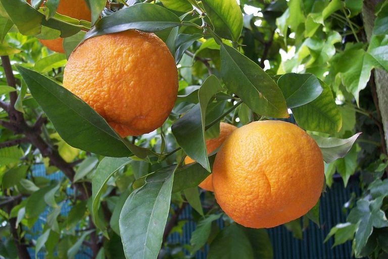 Mõruapelsin (Citrus aurantium) / wikipedia.org