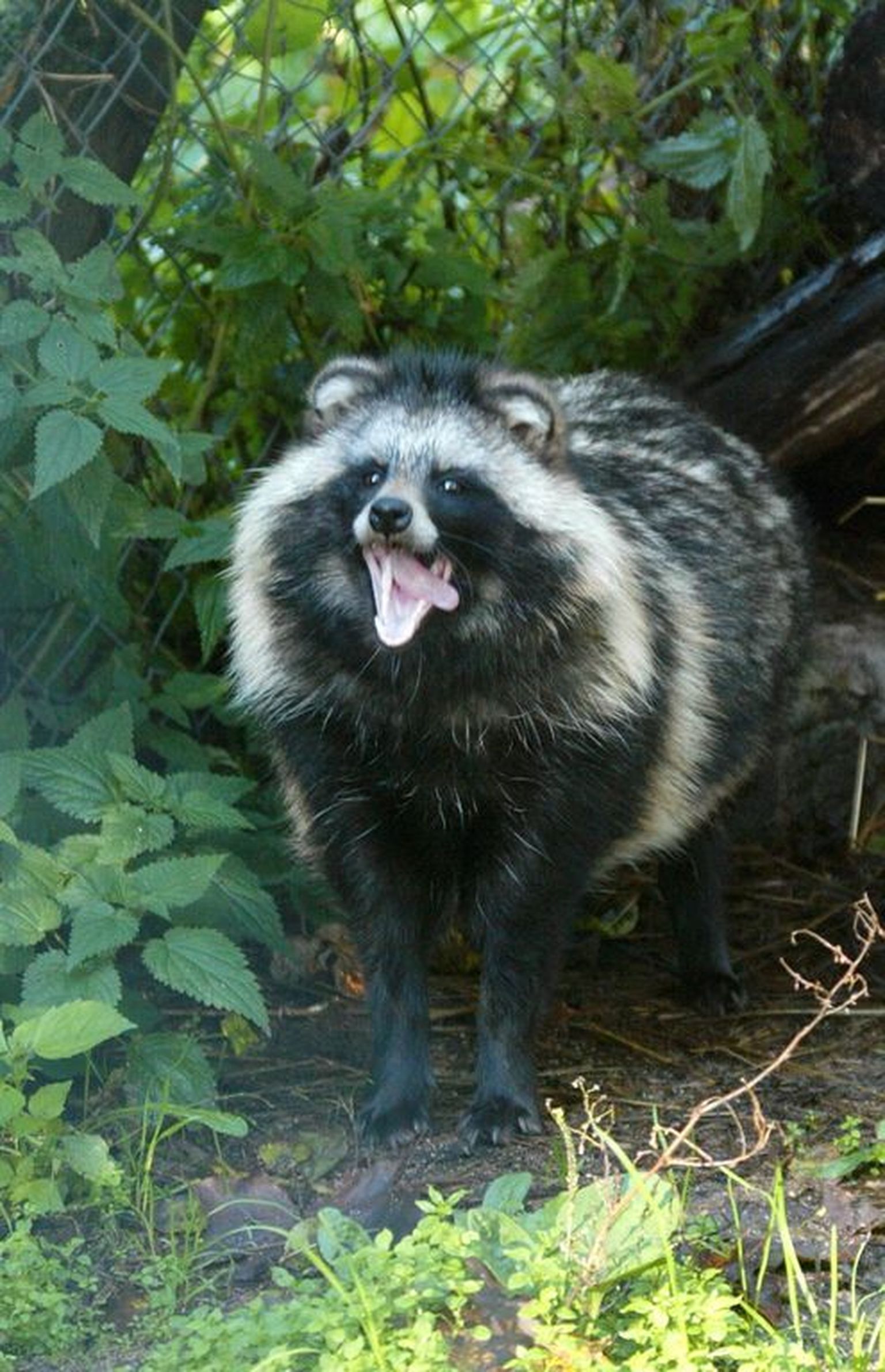Kährik.