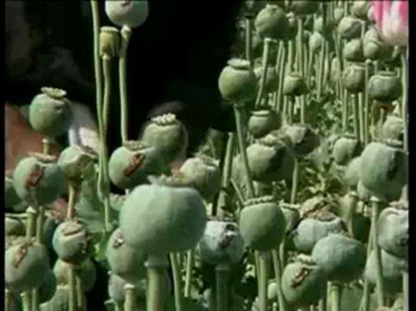 Afganistani oopiumikasvatus.