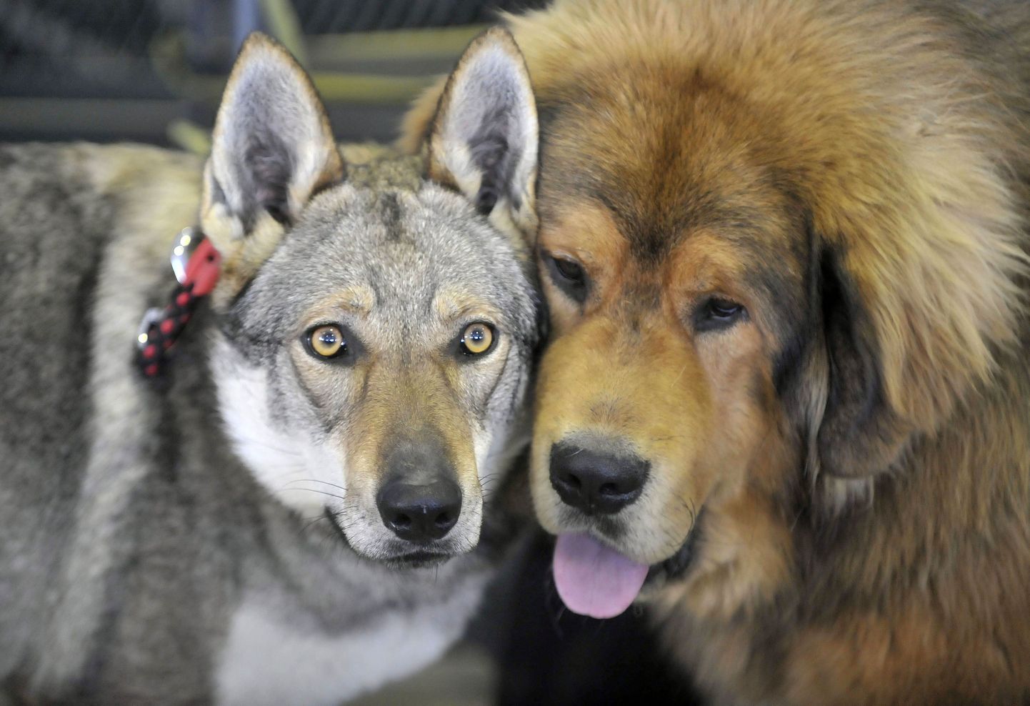 Tšehhoslovakkia hundikoer ja Tiibeti mastiff. Ehkki enamiku tänapäeva koerte päritolu viib Aasiasse, võisid kunagi eksisteerida ka Euroopa koerad.