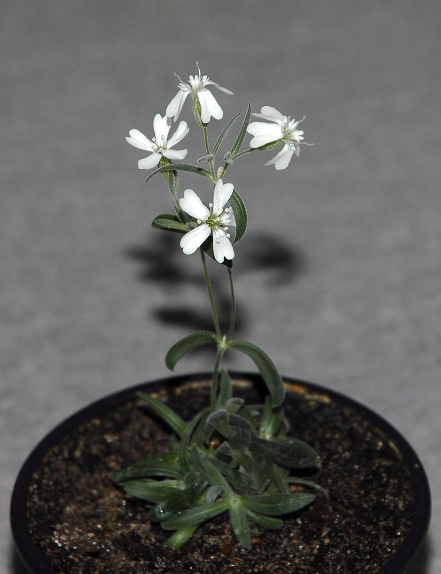 Sylene stenophylla