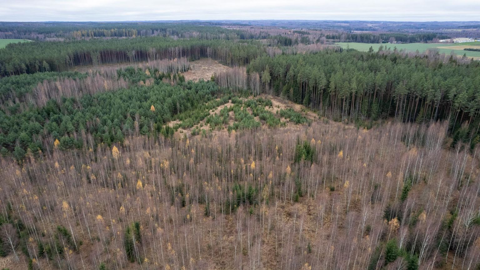 Vana-Kuuste looduskaitsealal tabasid keskkonnainspektorid hiljuti kaks inimest metsavarguselt.