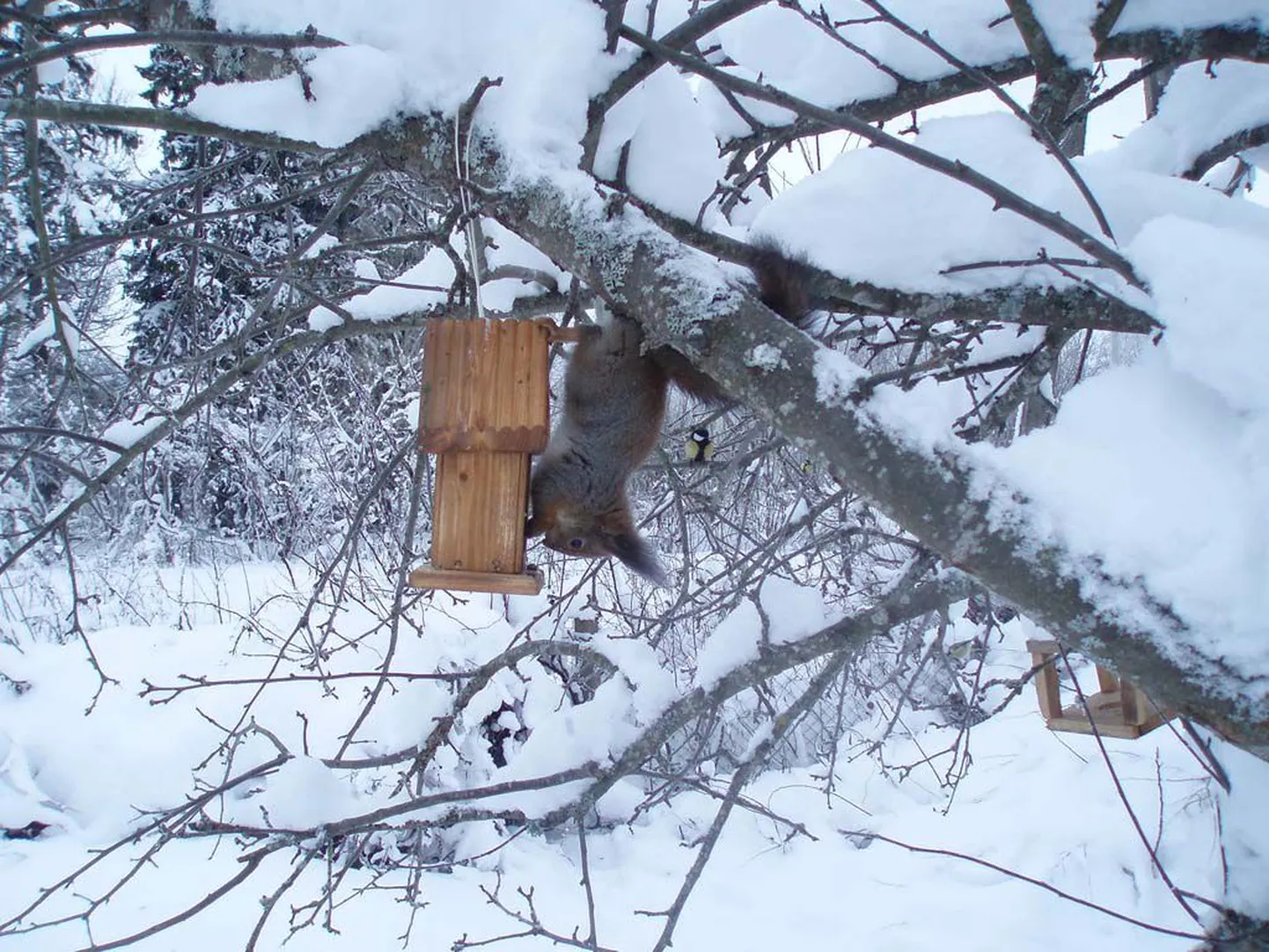 Koheva sabaga orav revideerib lindude toidulauda.