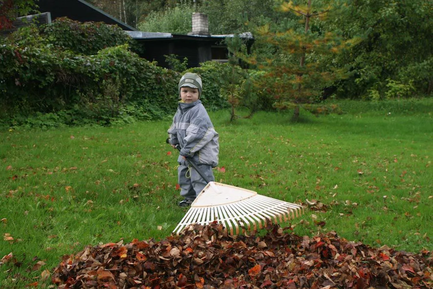 1,8aastane Simo valib otsustavalt plastikust murureha, et sellega  koduaias puulehti kokku riisuda.