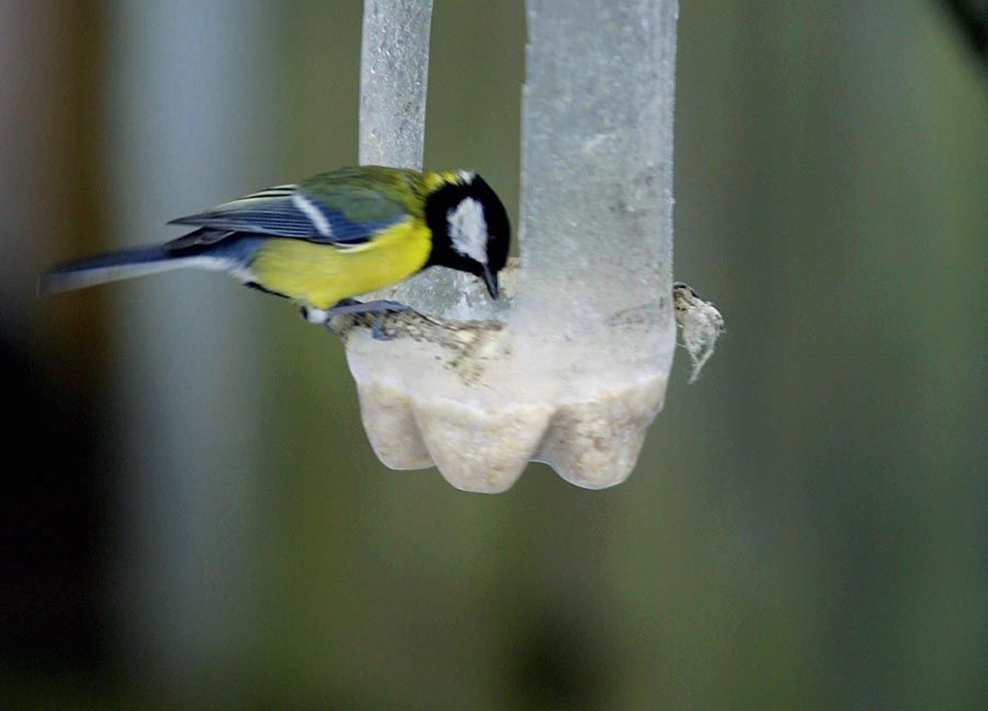 Ornitoloogiaühing soovitab aialinde loendada toitmiskohtade lähedal.