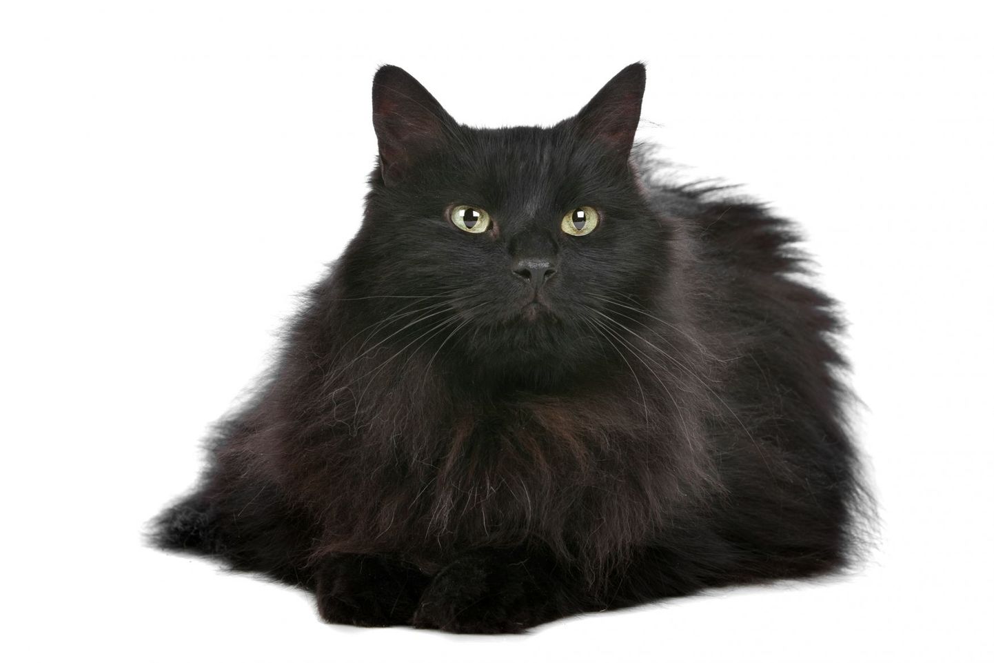 Must kass ei too halba õnne, vaid võib olla suurepärane kaaslane.