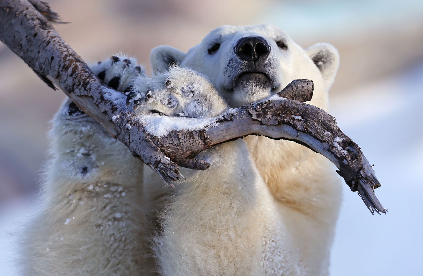 Медведь в сибирской тайге. Иллюстративное фото.