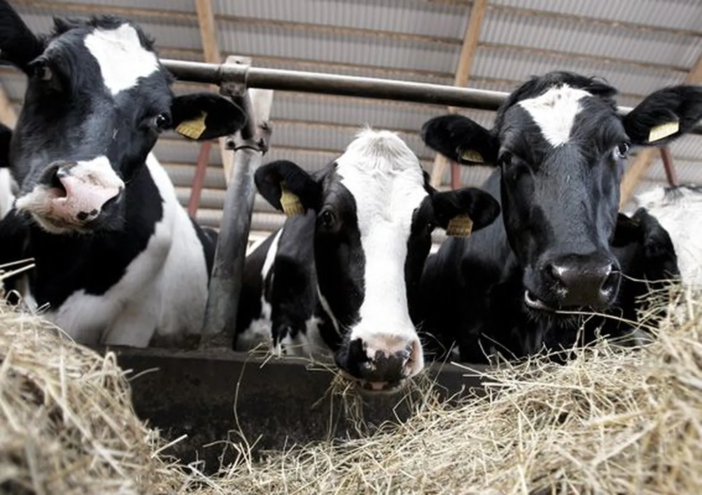 Piimatootjatele suunatud toetuste vähenemine loomadelt ninaesist ilmselt ei vii, on aga keeruline ennustada, kuidas see võib hakata piima hinda mõjutama.