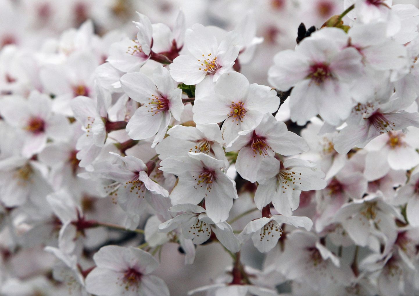 Jaapanis algas sakura