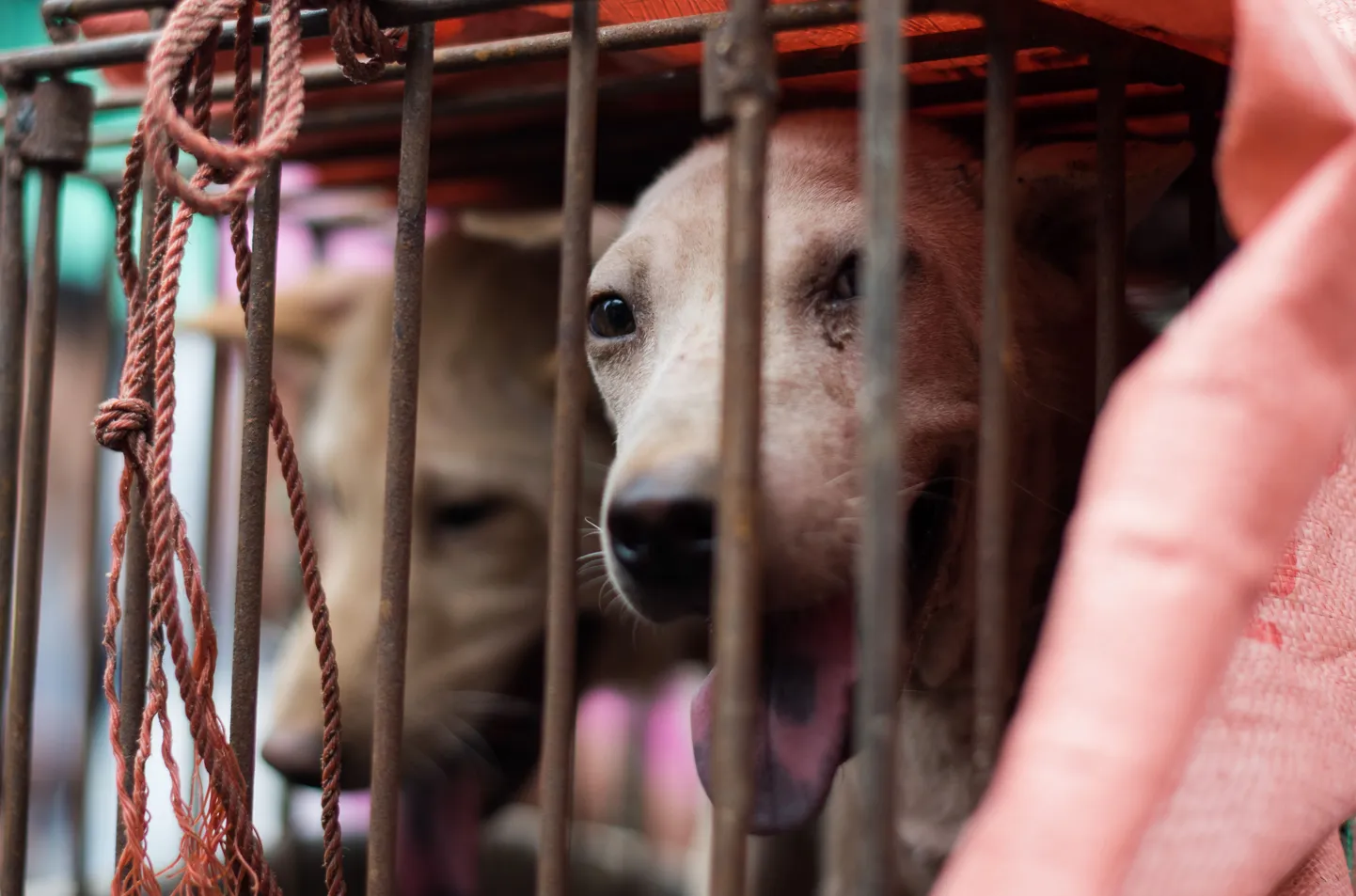 Фестиваль собачьего мяса в Юлин."Приговоренное" к съедению животное выглядывает из клетки.