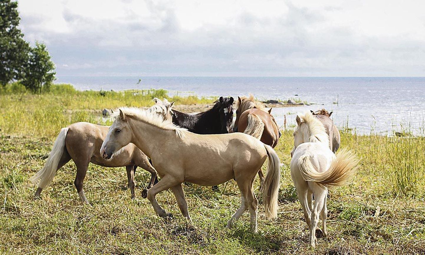 Möldri talu hobused on vabapidamisel karjaloomad, keda peretütred jõudumööda õpetavad.