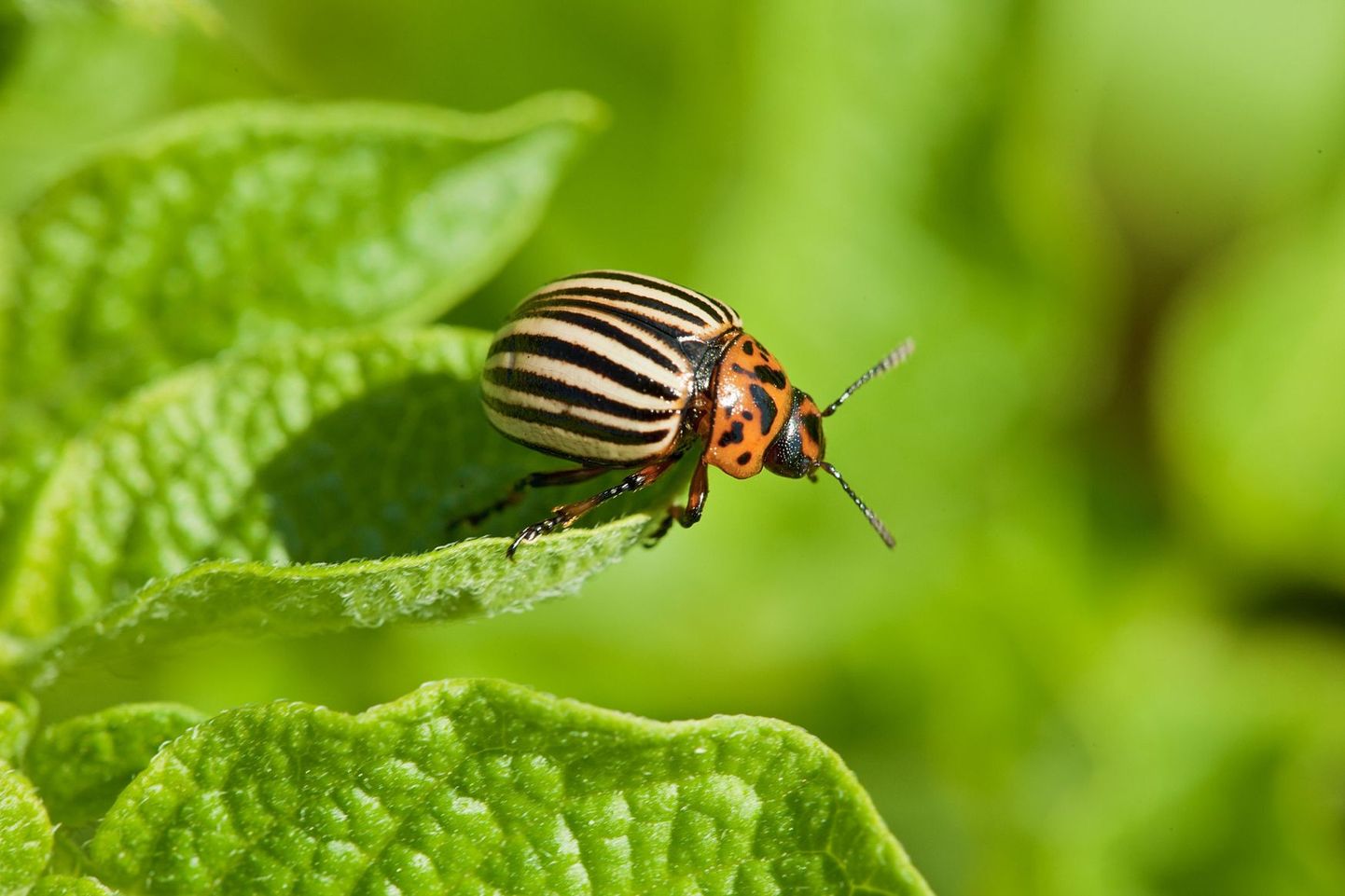 Колорадский жук быстро приспосабливается к самым разным факторам внешней среды, и избавиться от него очень трудно.