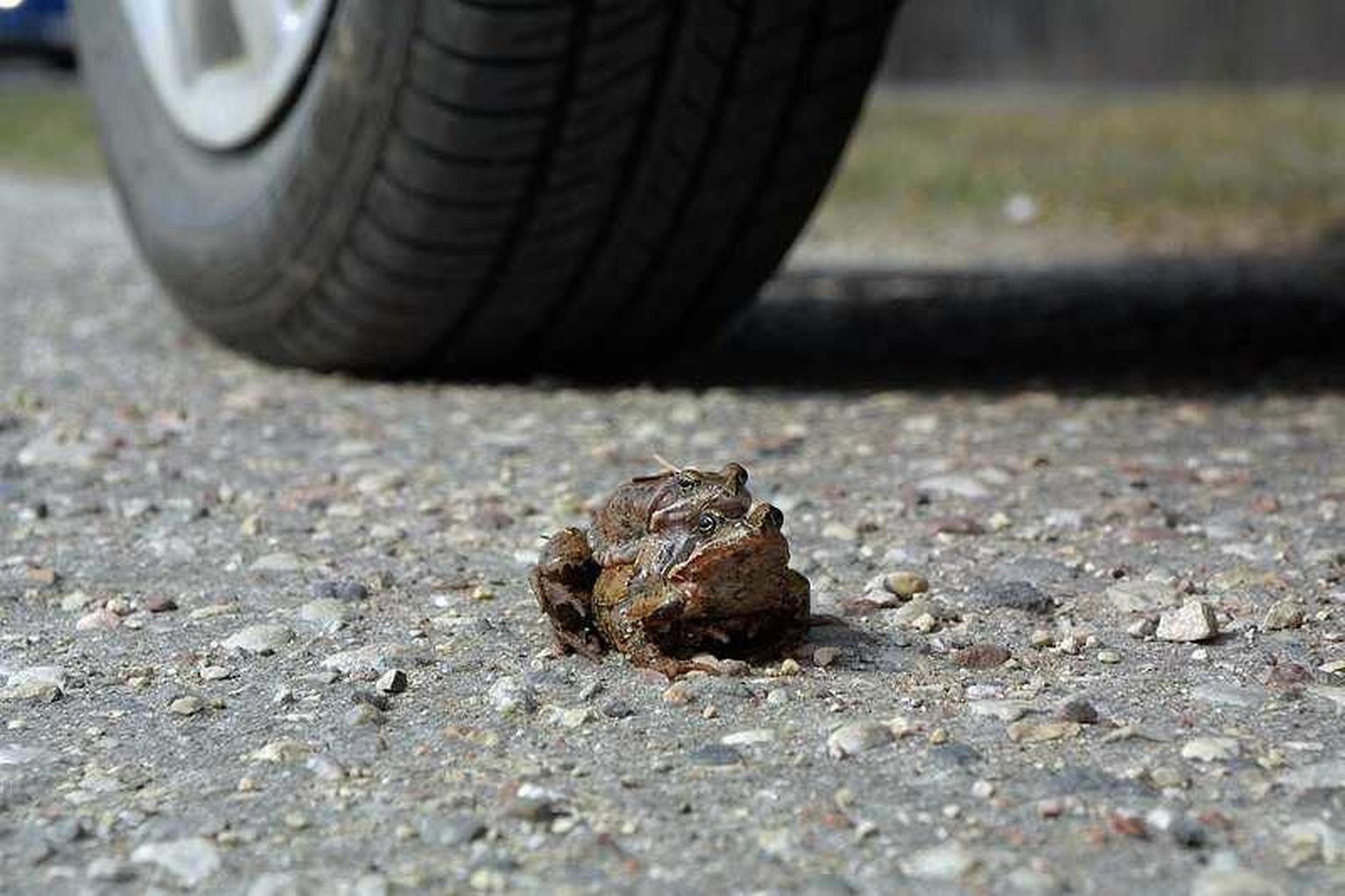 Konnad autoteel.