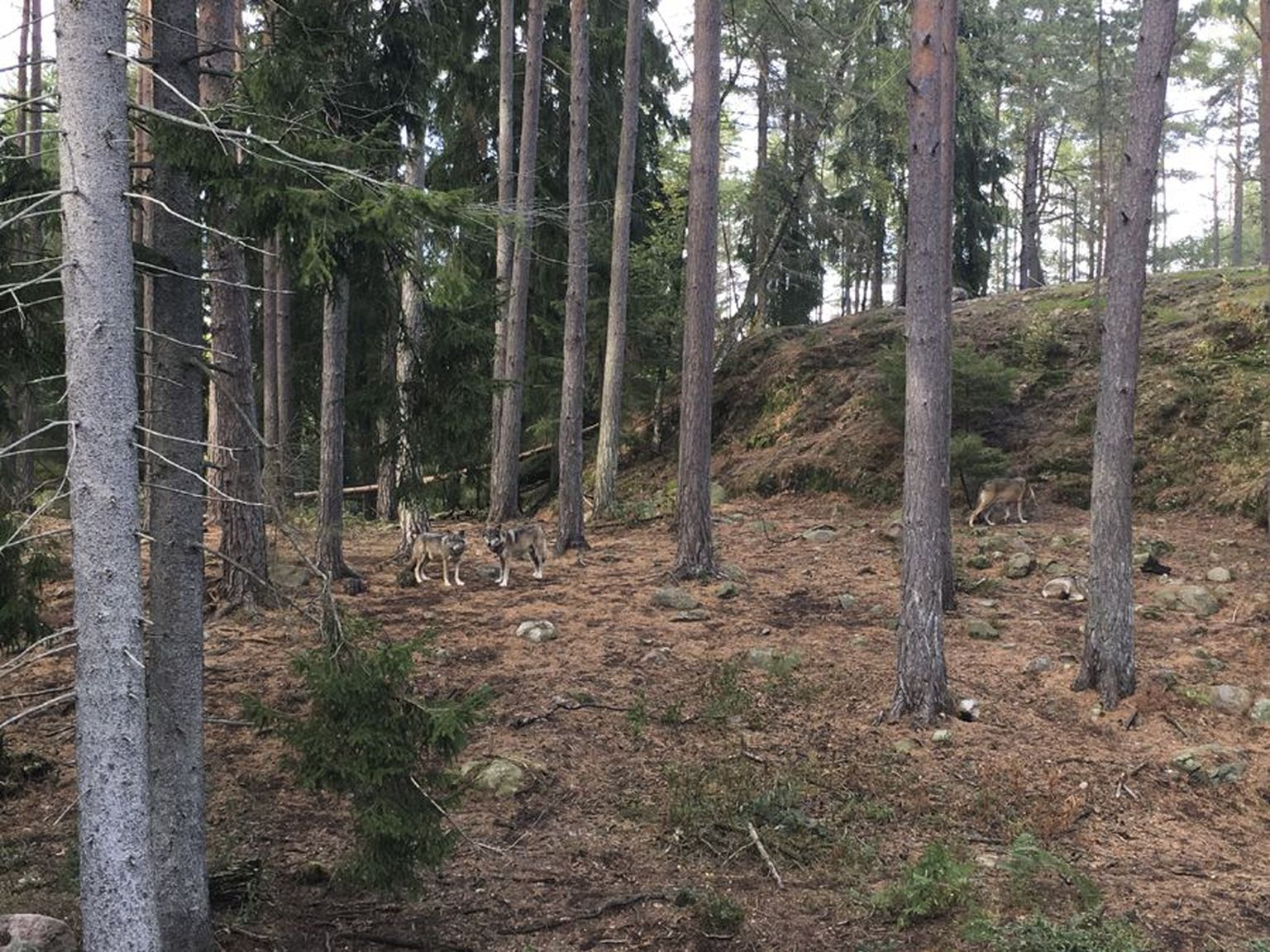 Põdrajahile läinud Kärstna jahimehed kohtusid üheksapealise hundikarjaga, keda tuli püssilasuga laiali peletada. Foto on illustreeriv.