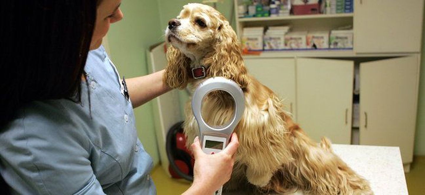 Koera kiibistamine loomakliinikus.