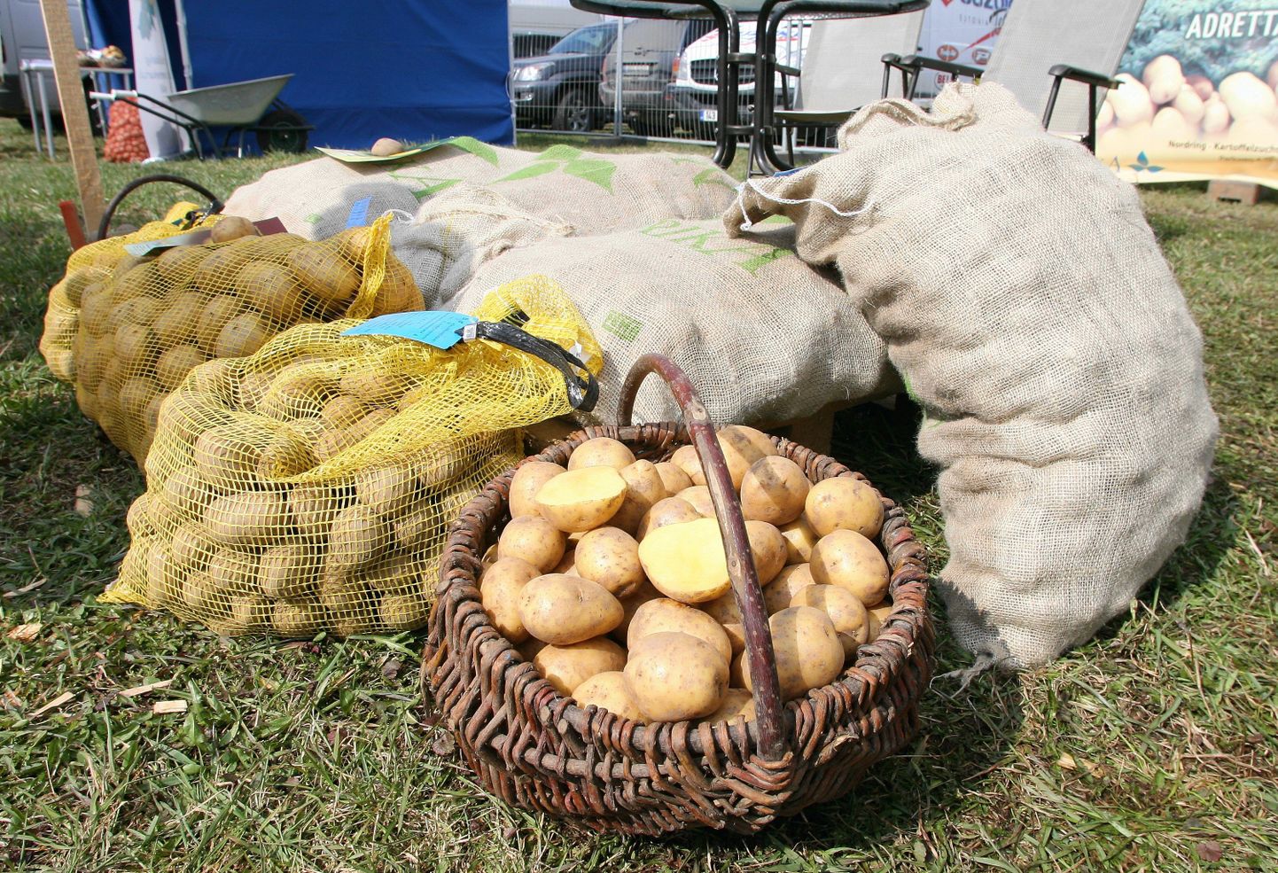 Paljud varase kartuli sordid nagu «Princess», «Maret» ja «Varajane kollane» säilivad ka ületalve.