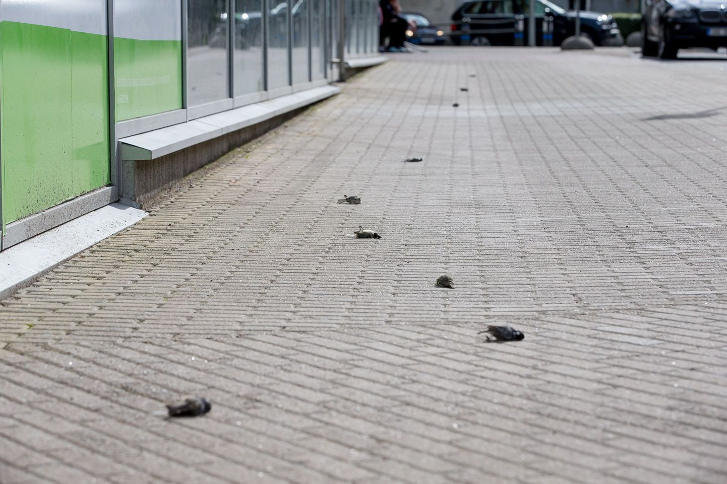 Surnud linnupojad Tallinnas Solarise keskuse kõrval.