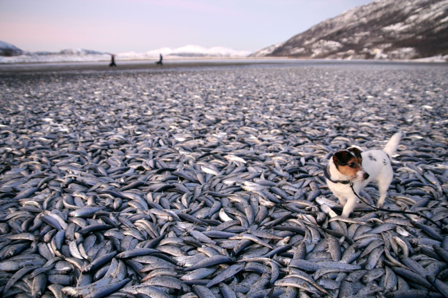 Koer Molly ja tuhanded surnud heeringad Norras Kvaenesi rannas