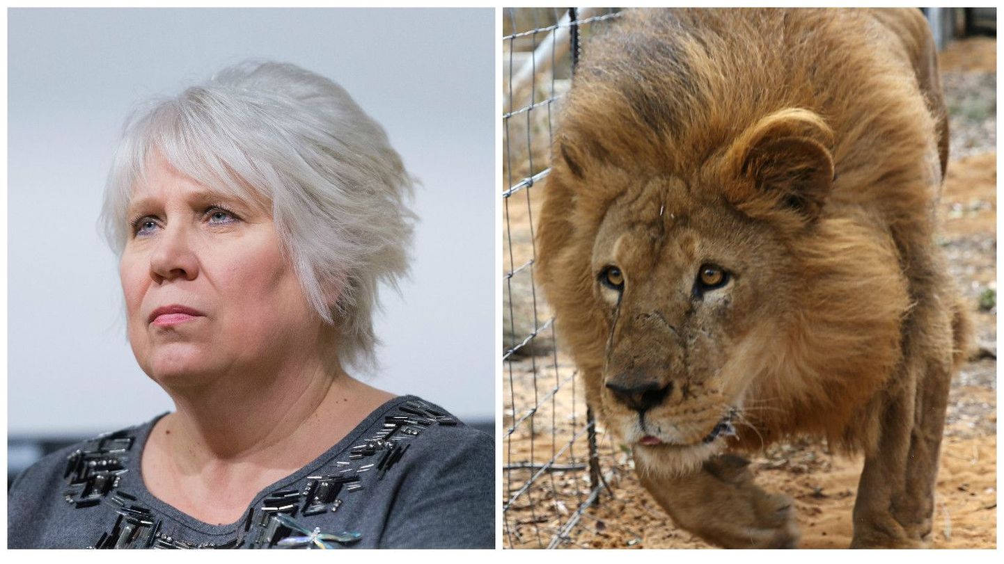 Nagu kaks tilka vett: Marina Kaljurand ja lõvi