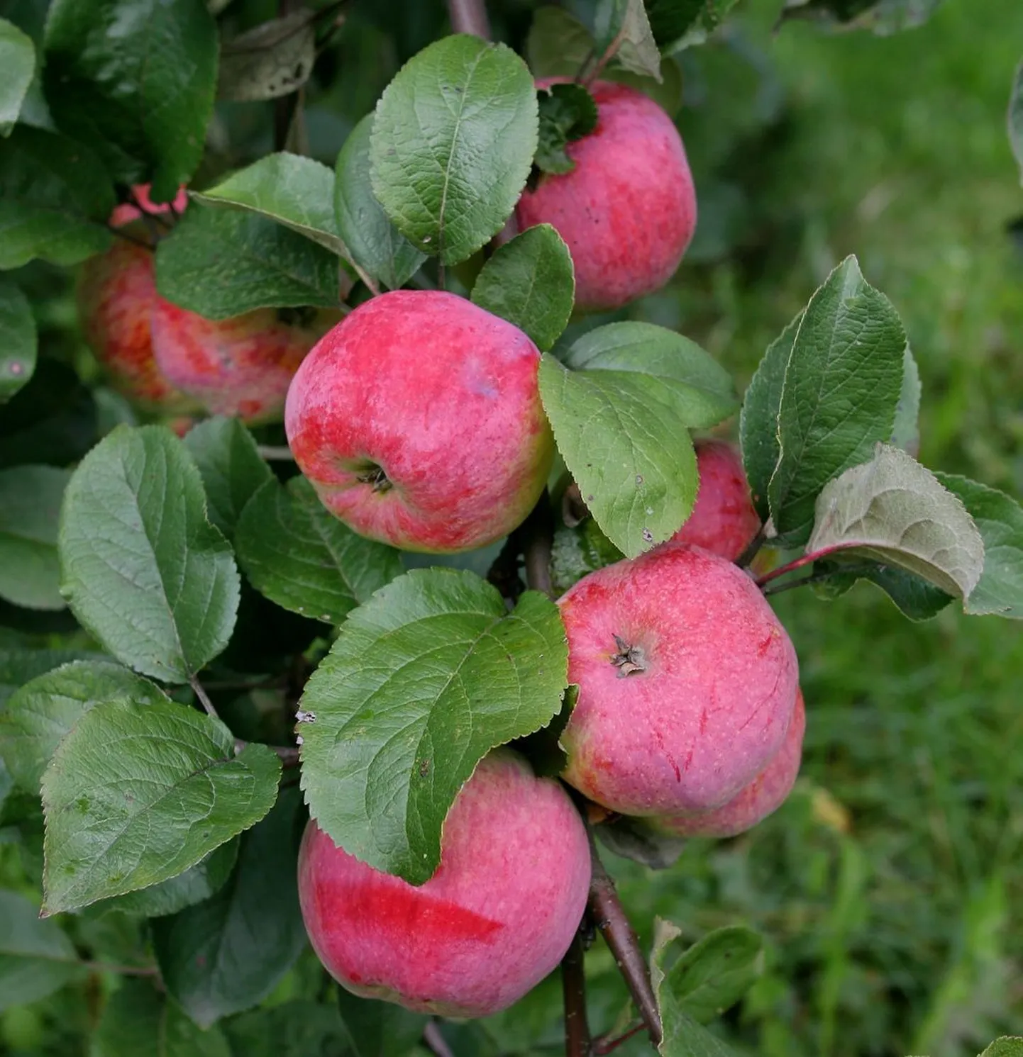 70 aastat õunakasvatusega tegelenud Eero Lõhmuste ennustab tänavu head õuna-aastat.
