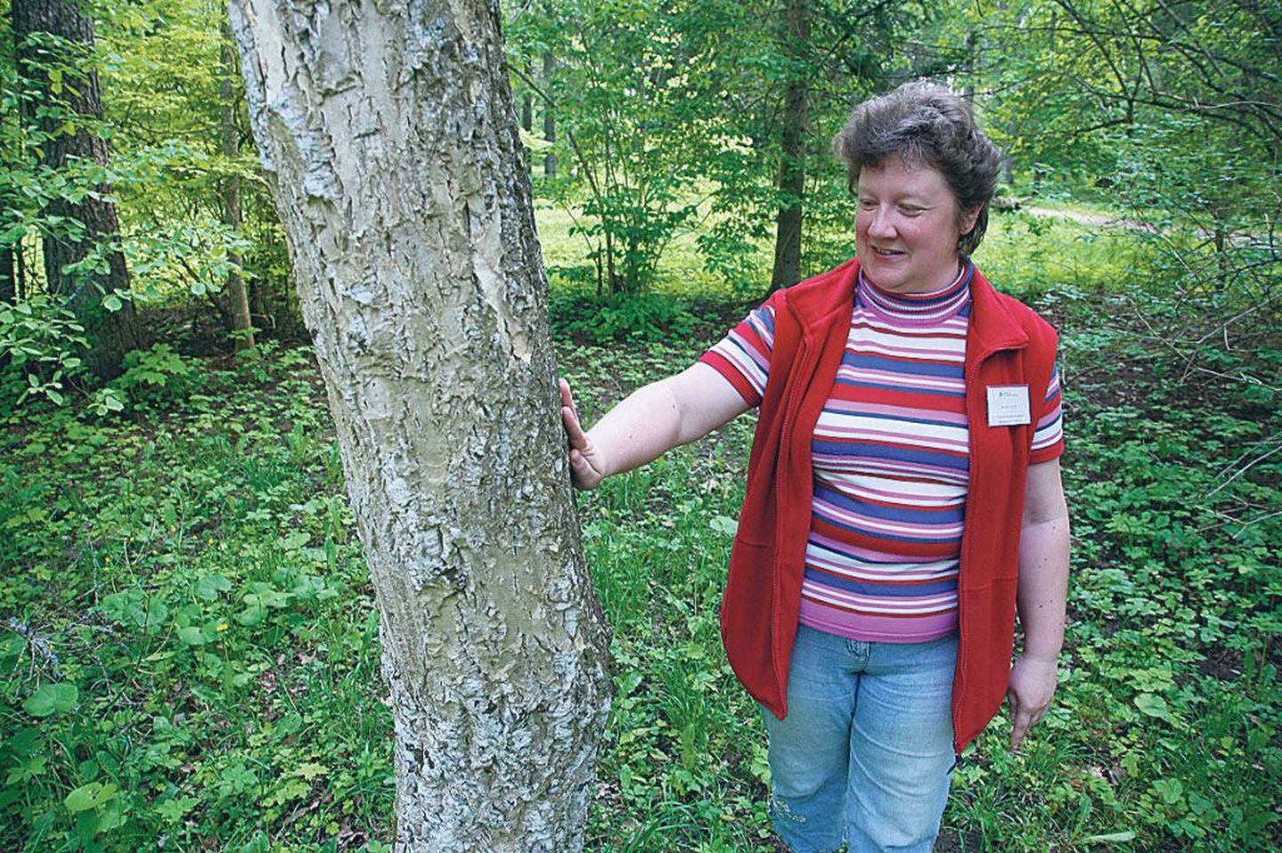 Kutseõpetaja Kaja Hiie soovitas Voltveti pargis üles otsida Amuuri korgipuu ja seda käega katsuda. Puu on tõepoolest üllatavalt pehme.