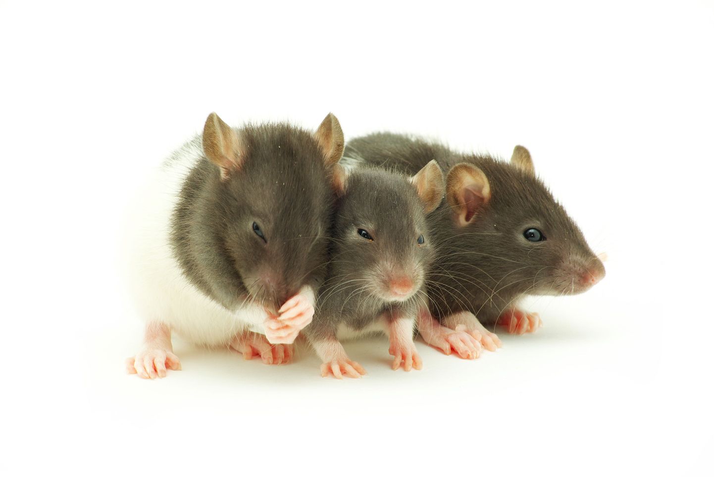 Põhiliste katkulevitajatena inimasustuses on tuntud rotid.