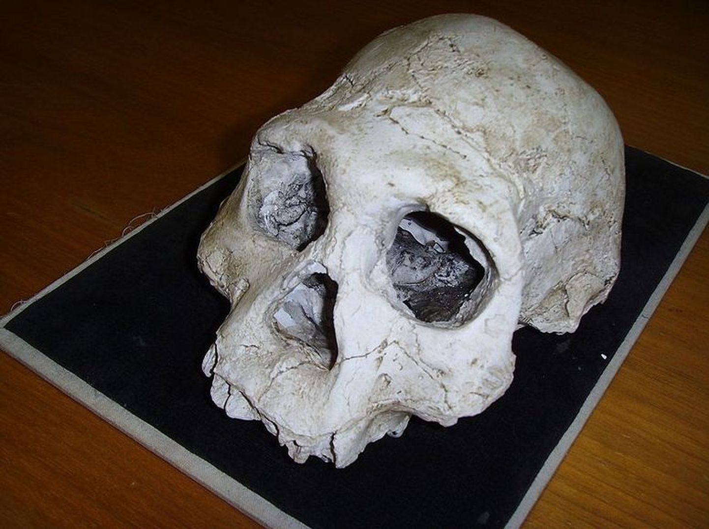 Dmanisist leitud 1,8 miljoni aasta vanune kolju