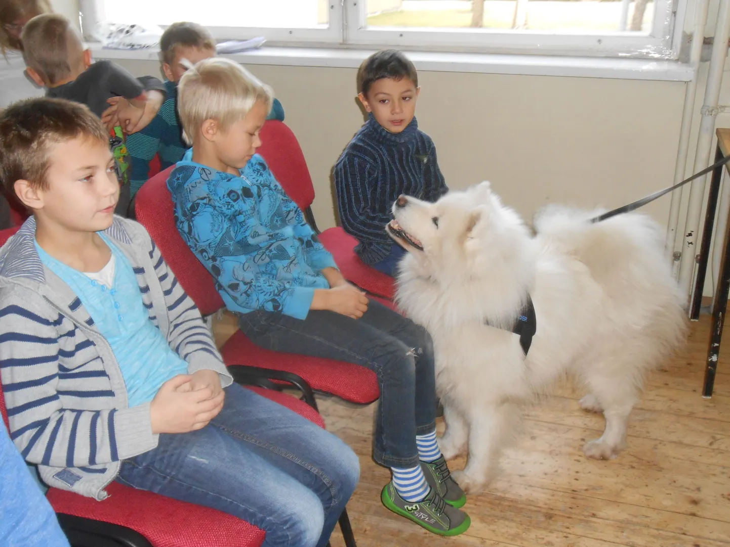 Pärnu kodutute loomade varjupaiga teraapiakoer Pimmu käis külas Raeküla kooli lastel, kes igal aastal varjupaigale annetusi koguvad.