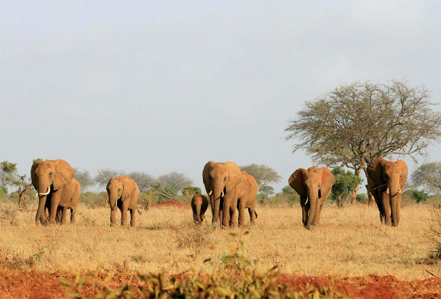 Tsavo looduskaitseala elevandid