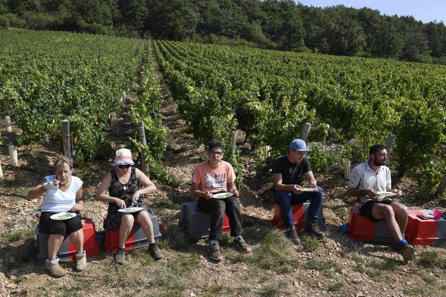 Viinamarjakorjajad Prantsusmaal