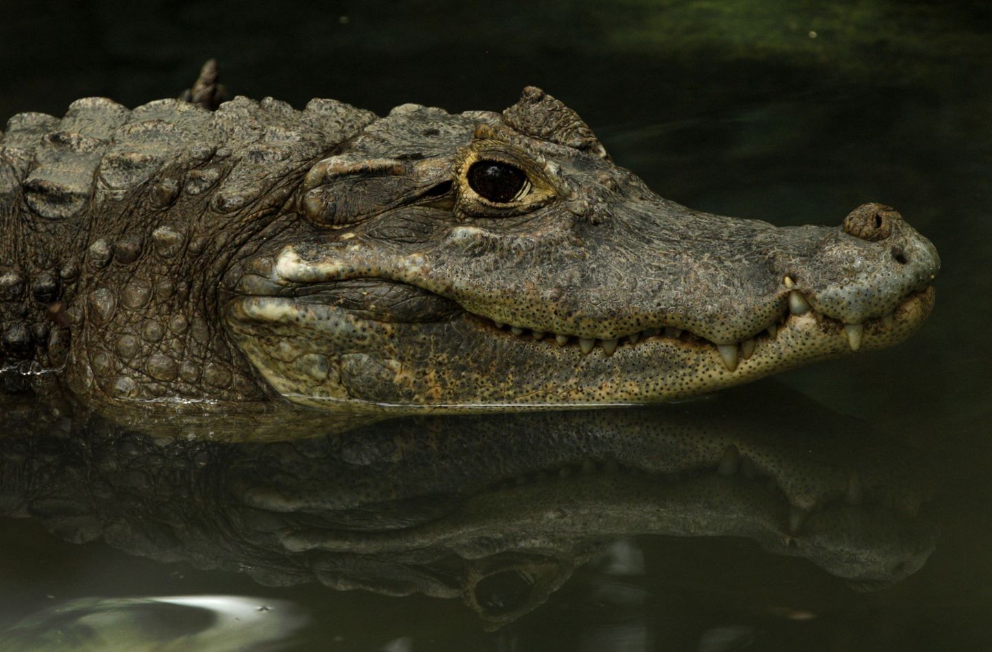 Ettevõtte klientidega liitus Florida alligaatorifarm Gatorama.