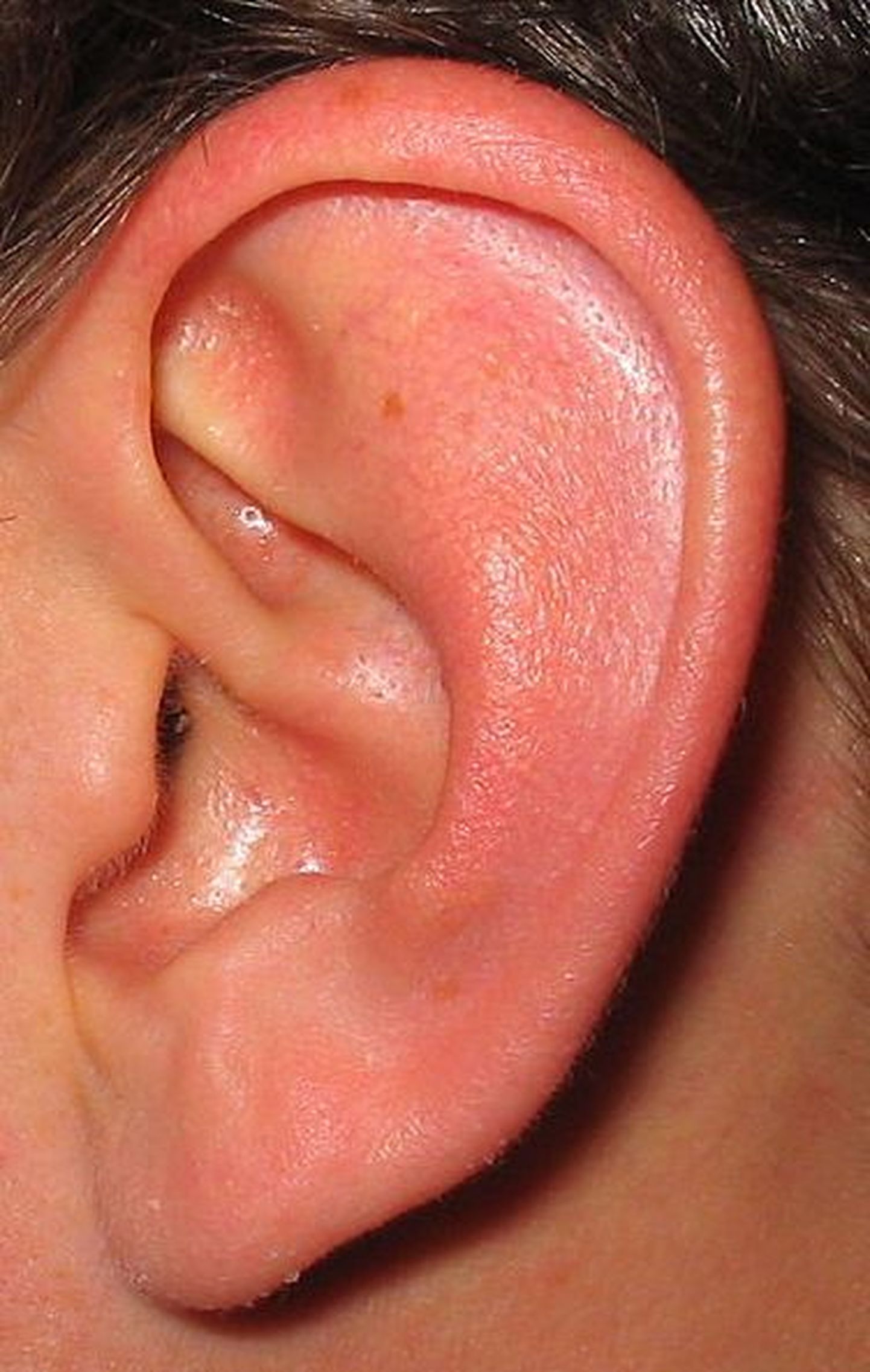 Inimesed kasutavad helide kuulamisel ka nahka.