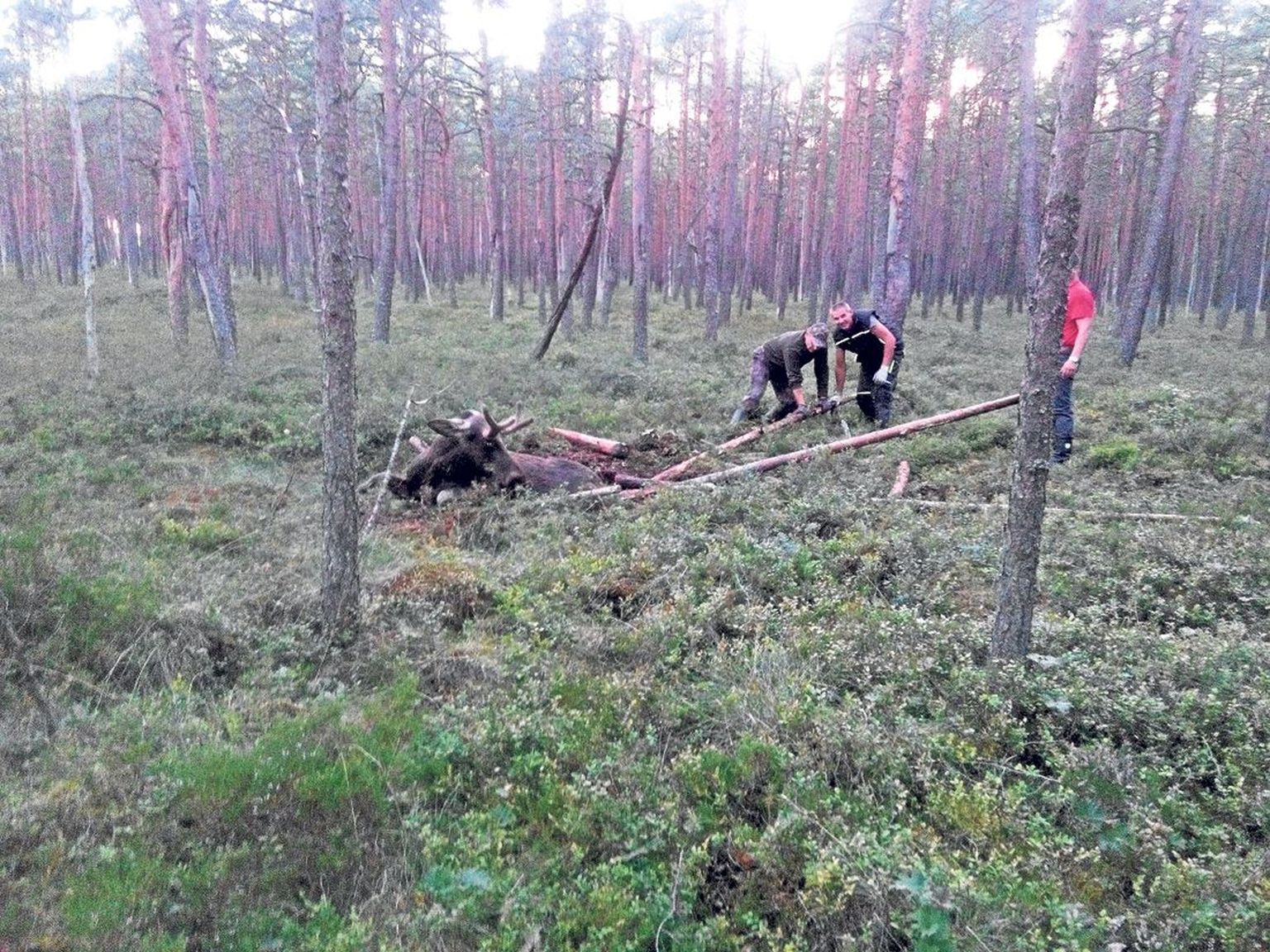 Sarved vaid natukene mustikapuhmastest kõrgemal, nii sügaval maa sees oli põdrapull kinni.